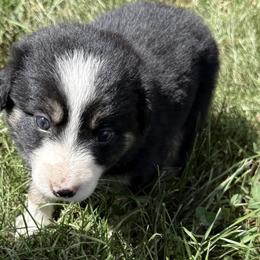 Perrie - Black and white female Border Collie puppy in Salem, Indiana from Hidden Creek