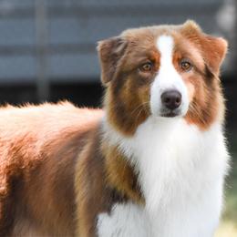 Tully - Australian Shepherd