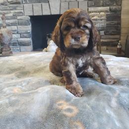 Red Boy Sable - Sable male Cocker Spaniel puppy in Howell, Michigan from Robbin's Treasures