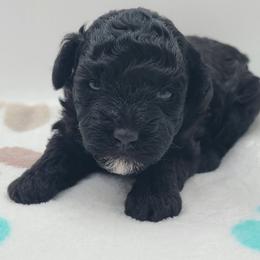 Wednesday - Black female Poodle puppy in Kannapolis, North Carolina from Carolina Great Danes & Toy Poodles