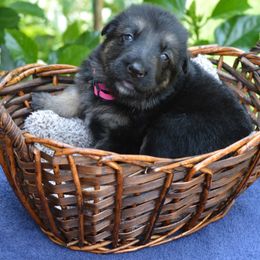 German Shepherd Puppies from Gems German Shepherd Dog Puppies