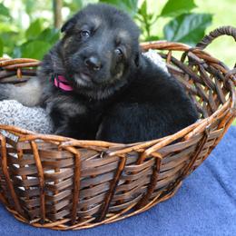 German Shepherd Puppies from Gems German Shepherd Dog Puppies