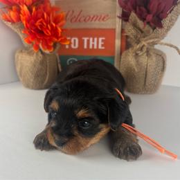 Orange Boy - Black and tan male Yorkshire Terrier puppy in Dahalonega, Georgia from C. D. K