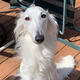 Plume - Silken Windhound