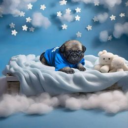 Pug Puppies from Precious Paws