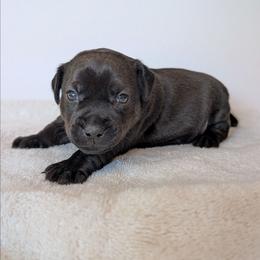 Cherry Bomb - female Patterdale Terrier puppy in Yucaipa, California from Moormont Kennels