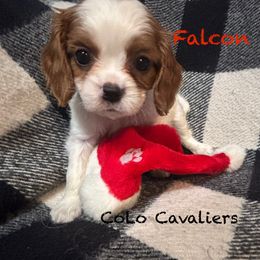 Falcon - Blenheim male Cavalier King Charles Spaniel puppy in Leonard, Michigan from CoLo Cavaliers