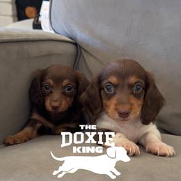 Dachshund puppies from The Doxie King