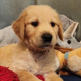 Boy 5 - male Golden Retriever puppy in Phoenix, Arizona from Ashrose Kennels