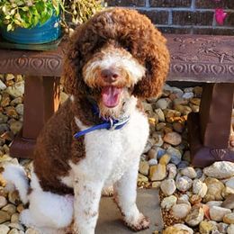 Goldendoodles and Poodles from Southern Enchanted Doodles