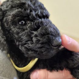 Poodle Puppies from Cummings Samantha