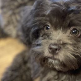 Girl 2 - Liver Shihpoo puppy in Sumter, South Carolina from Big mama’s pups