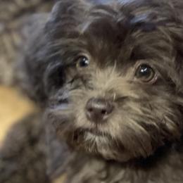 Girl 2 - Liver Shihpoo puppy in Sumter, South Carolina from Big mama’s pups