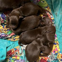 Cadbury - Chocolate and tan male Dachshund puppy in Poplarville, Mississippi from Sarah’s Darling Dachshunds