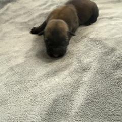 Nala - Sable female Working Dog Cross puppy in Sheridan, Arkansas from Dark Sky Kennels