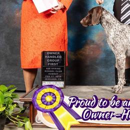 German Shorthaired Pointers and Vizslas from Woodbine Vizslas and German Shorthaired Pointers