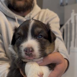 Hondo - Black tri-color male Australian Shepherd puppy in Plain City, Utah from Lost Creek Aussies