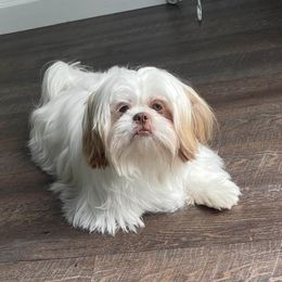 Boy 1 - Liver and white Shih Tzu puppy in Kissimmee, Florida from Bebe AKC Puppies