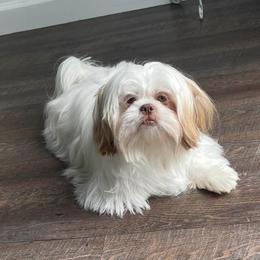 Boy 1 - Liver and white Shih Tzu puppy in Kissimmee, Florida from Bebe AKC Puppies