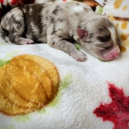 Hermione Granger - Merle female Pomsky puppy in Greenville, South Carolina from Thicketty Mountain Pomskies