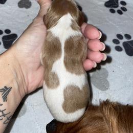Cavalier King Charles Spaniel Puppies from Cassie’s Cavaliers