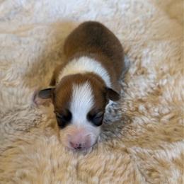 Sunny - Red female Pembroke Welsh Corgi puppy in Chubbuck, Idaho from Sunny J Corgis and Mini Americans