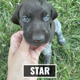 German Shorthaired Pointer Puppies from LyonHeart Kennels