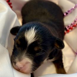 Onyx - Black tri male Toy Australian Shepherd puppy in Covington, Louisiana from Corner Oak Aussies