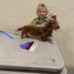 Vision - Dachshund