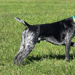 German Shorthaired Pointers from Rustling Meadows GSP'S