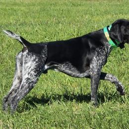 German Shorthaired Pointers from Rustling Meadows GSP'S