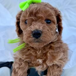 Green Collar - Apricot female Poodle puppy in Stockton, California from R&R Goldendoodles