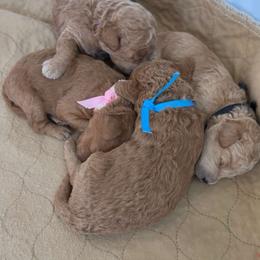 Red - Red  male Poodle puppy in Northridge, California from Angel’s Goldendoodle Pups