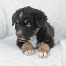 Boy 1 Red - Red tri-color male Australian Shepherd puppy in Yakima, Washington from Naches Heights Ranch