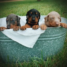 Doberman Pinscher Puppies from Ranchers Companion Doberman Kennel