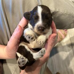 Choco - Brown and white male Portuguese Water Dog puppy in Allen, Texas from Pawsitively Portuguese