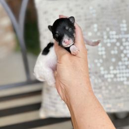 Minnie - Black & tan tri-color female Maltipoo puppy in West Jordan, Utah from Gem Puppies of Utah