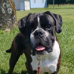 Boxers from Bellbox German Boxers