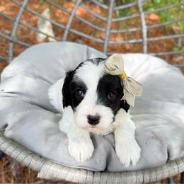 Zara - Black and white female Cavapoo puppy in Wamego, Kansas from Doodles of Oz