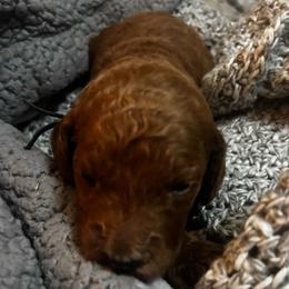Black Collar Female - Red  female Goldendoodle puppy in Eunice, Louisiana from Maison De Pawz