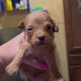Reba - Red female Aussiedoodle puppy in Hickory Grove, South Carolina from Oopsie Doodles