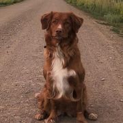Nova Scotia Duck Tolling Retrievers from Tejas Tollers