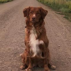 Nova Scotia Duck Tolling Retrievers from Tejas Tollers