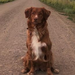 Nova Scotia Duck Tolling Retrievers from Tejas Tollers