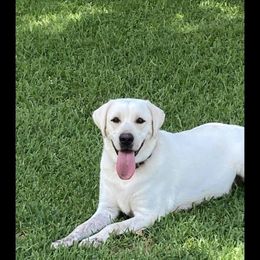 Betsy - Labrador Retriever