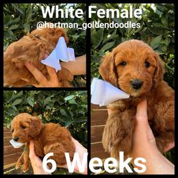 White - Red  female Goldendoodle puppy in Upland, California from Hartman Goldendoodles