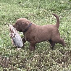 Chesapeake Bay Retriever Puppies from Three Horses Chesapeakes