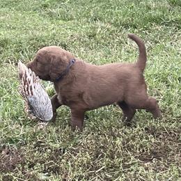 Chesapeake Bay Retriever Puppies from Three Horses Chesapeakes