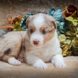 Magnolia (Maggie) - Red merle Australian Shepherd puppy in California from Skiba Aussies