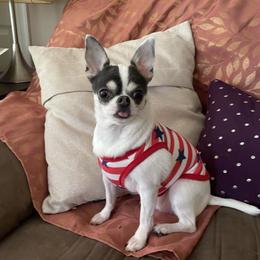 Chihuahua Puppies from Chilove Chihuahuas